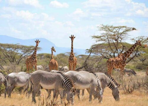 3 Days Samburu Game Reserve Safari from Nairobi Hotel/Airport