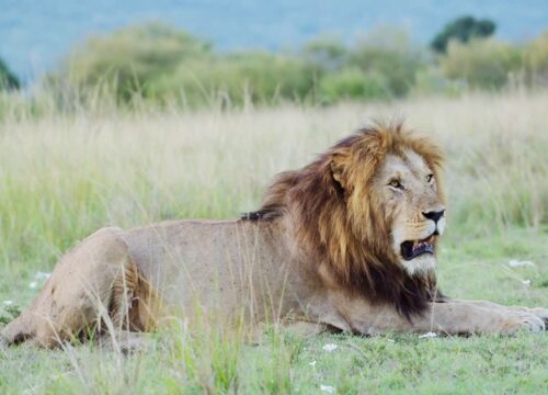 4 Day Lake Naivasha & Masai Mara Safari From Nairobi