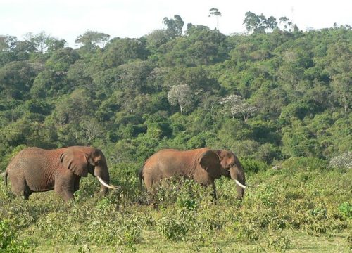 Aberdare National Park