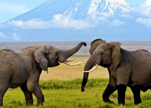 3 Day Tsavo West & Amboseli National Park Safari Drop off Nairobi Hotel/Airport