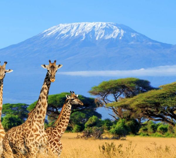 Amboseli-national-park-Kenya-safari