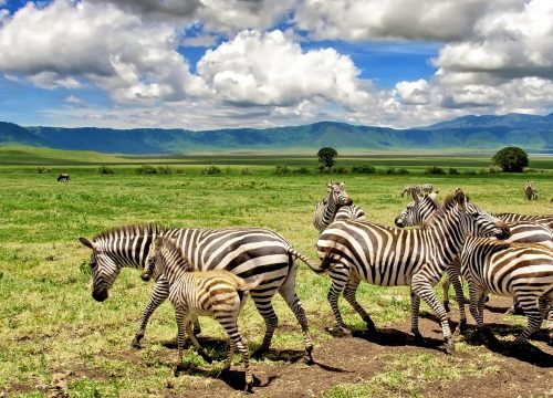 7 Days Tarangire - Lake Manyara - Serengeti & Ngorongoro Crater Safari