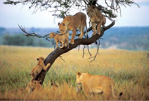 7 Days Tarangire - Lake Manyara and Ngorongoro Migration Calving Safari