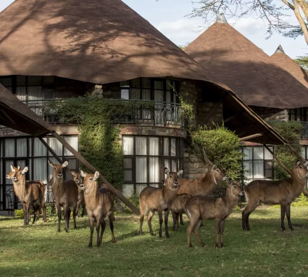 Lake-Naivasha-Sopa-Resort