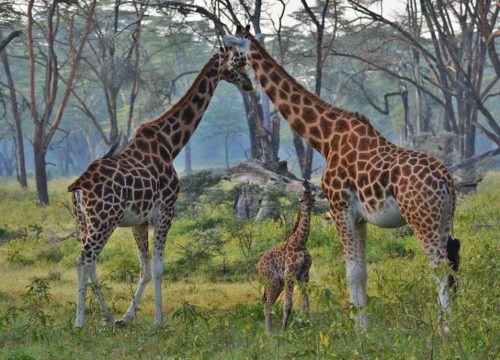 1 Day Lake Nakuru National Park Safari From Nairobi