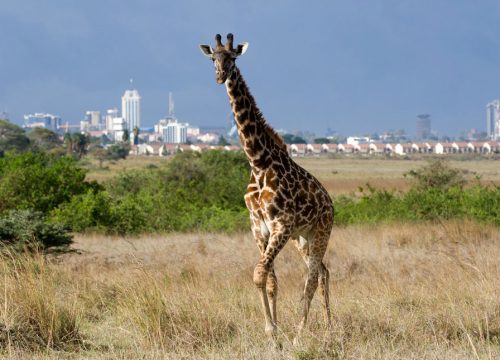 Nairobi National Park Day Tour