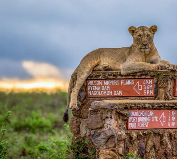 Nairobi-national-park-day-tour