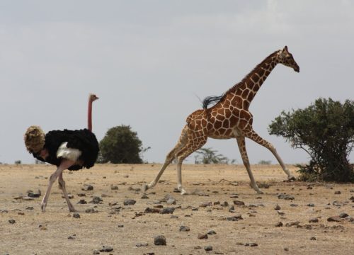 Ol Pejeta Conservancy