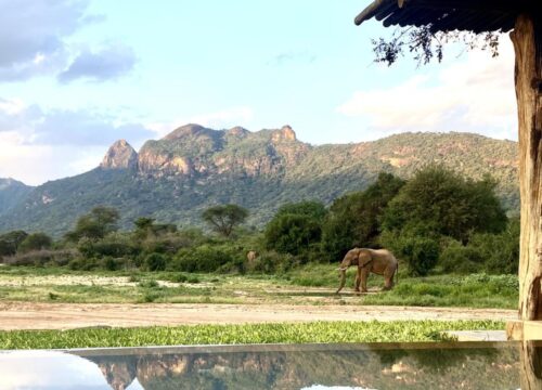 4 Day Ol Pejeta Conservancy & Samburu Game Reserve Safari From Nairobi