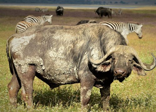 4 Days Lake Manyara, Serengeti and Ngorongoro Crater Safari