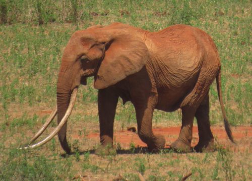 Tsavo East National Park