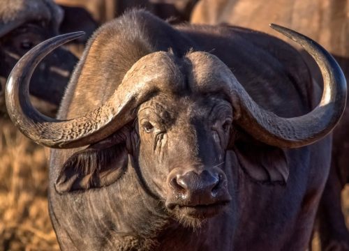 2 Days safari Tsavo East & Tsavo West National Park