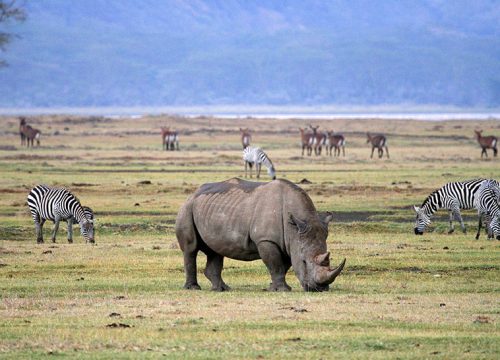 5 Days Tarangire, Lake Manyara Serengeti and Ngorongoro Crater Tanzania Safari
