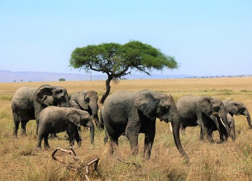 Masai Mara National Reserve