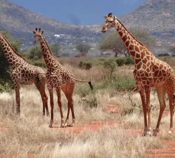 ngutuni-game-sanctuary