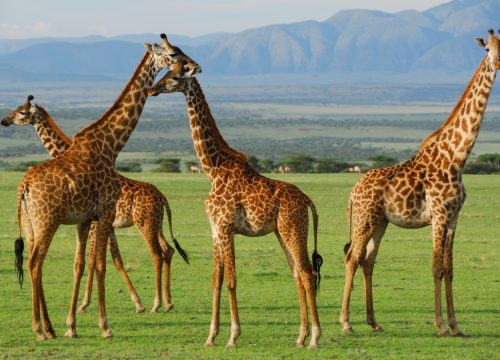 6 Days Serengeti Migration Safari