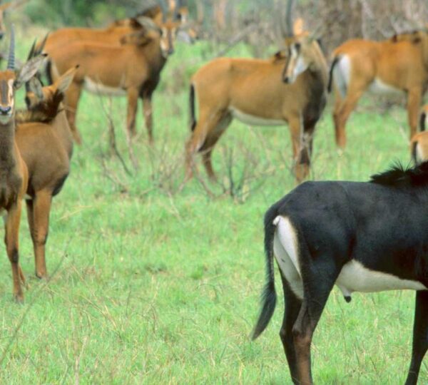 shimba-hills-day-trip