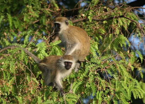 Shimba Hills Reserve