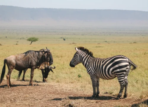 3 Nights 4 Days Masai Mara National Reserve Safari