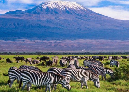 Mt Kilimanjaro National Park