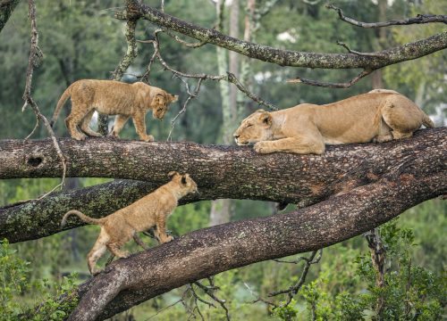 Lake Manyara National Park