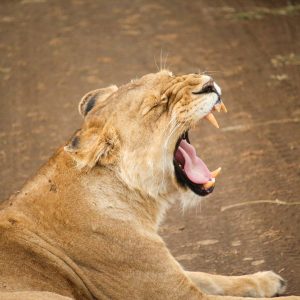 5 Days Masai Mara, Lake Nakuru and Amboseli Wildlife Safari with Grey Impala Safaris