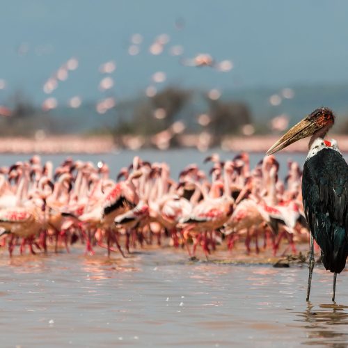 1 Day Lake Naivasha & Hell’s Gate Safari from Nairobi