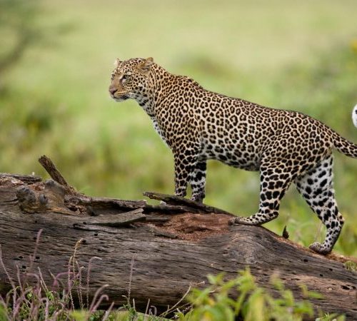 Lionesses in the Masai Mara on a 6 day Kenya wildlife safari