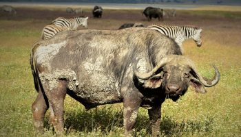 6 Days Kenya and Tanzania Safari From Nairobi with Grey Impala Safaris