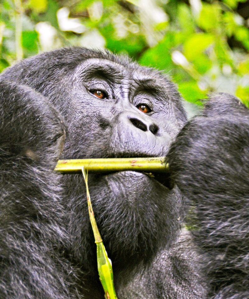 Nkuringo Bwindi Gorilla