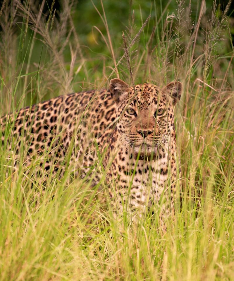 walking cheetah Nile Abenteuer Safaris 307