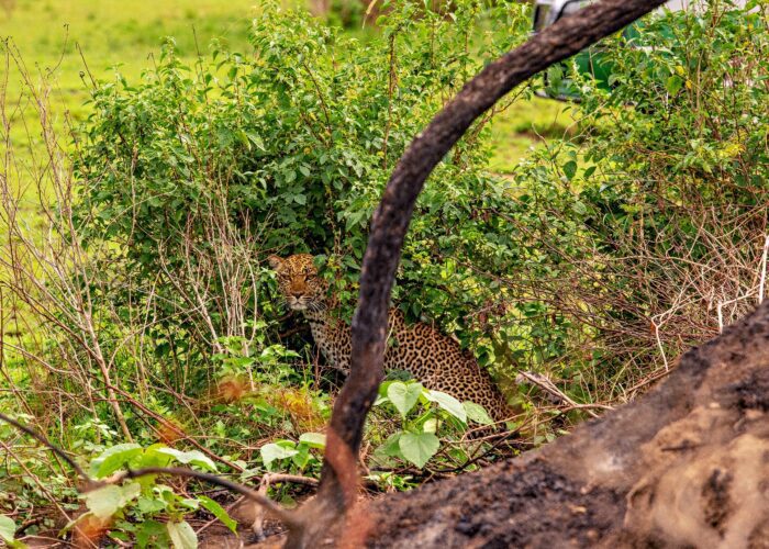 Cheetah from Nile Abenteuer Safaris