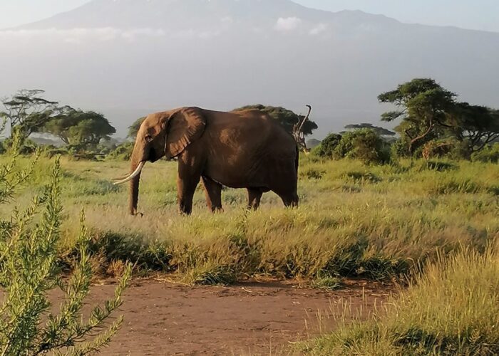 Amboseli safari Tour