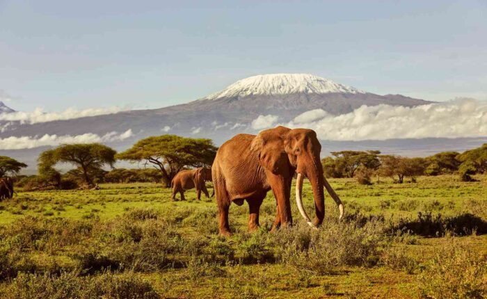 East Safari tour in Amboseli Kenya