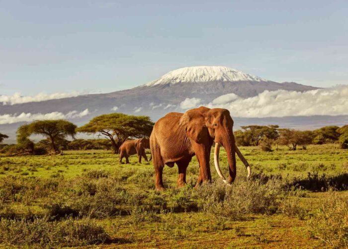 East Safari tour in Amboseli Kenya