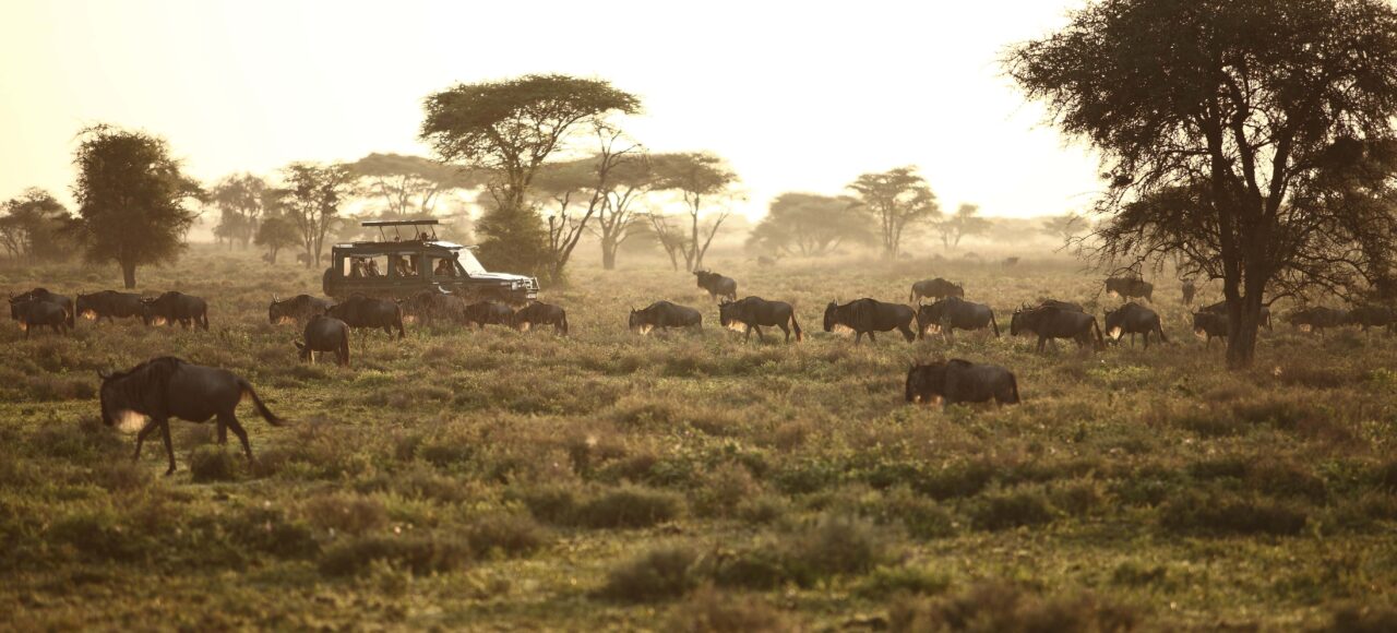 combined Kenya and Tanzania safaris