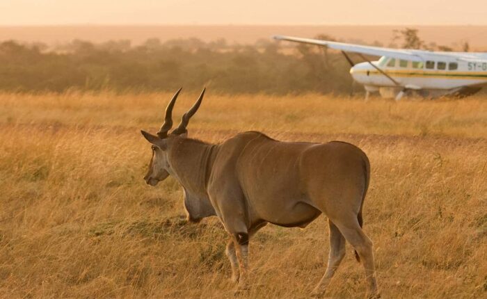 3 Days Masai Mara Flying safari