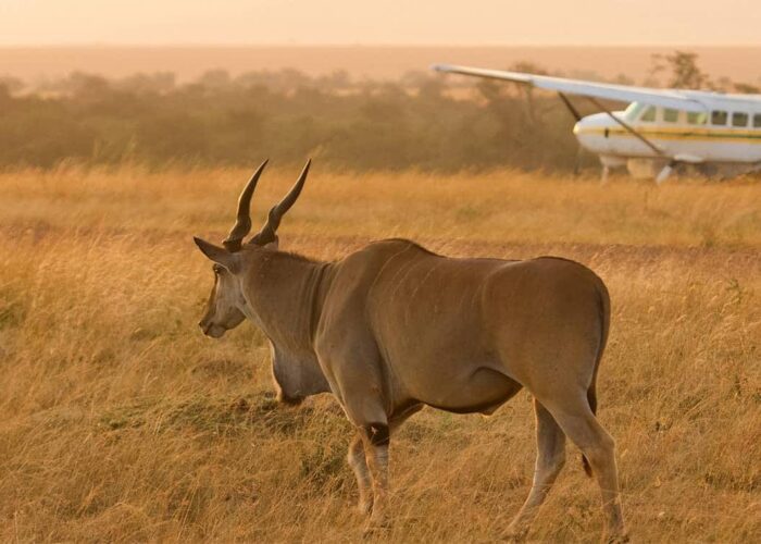 3 Days Masai Mara Flying safari