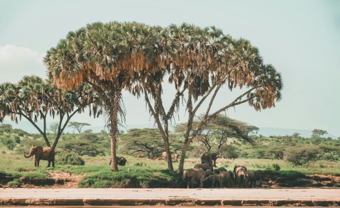 samburu safari