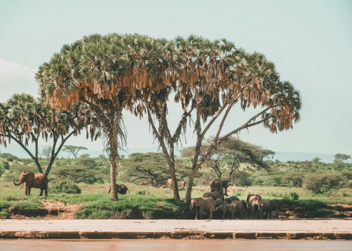 samburu safari
