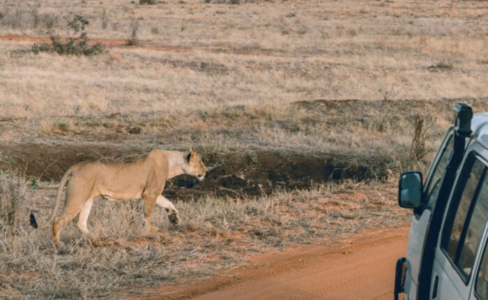 Tsavo East Safari From Mombasa