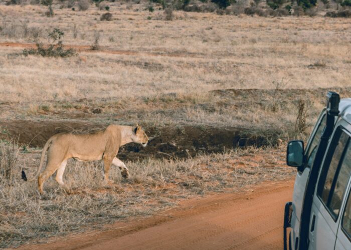 Tsavo East Safari From Mombasa