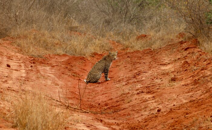 Tsavo East West Safari From Mombasa