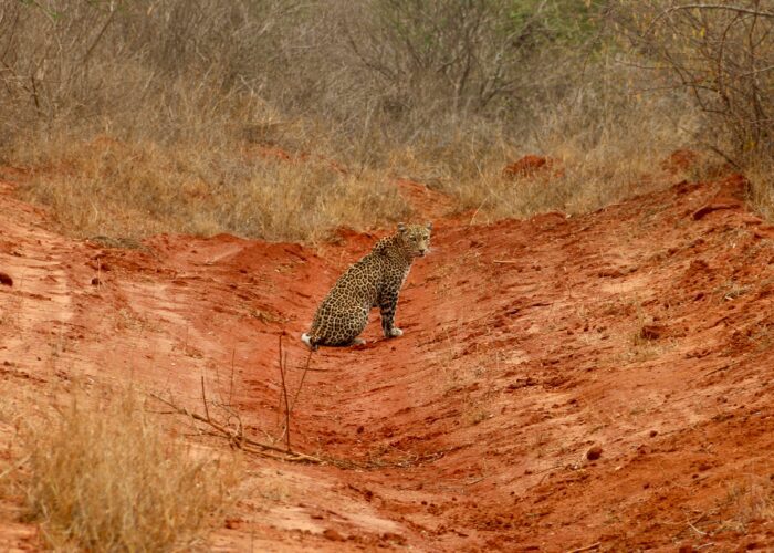 Tsavo East West Safari From Mombasa