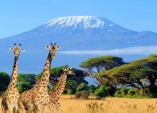 Elephants below Kilimanjaro on a 5 day Kenya bush wildlife safari