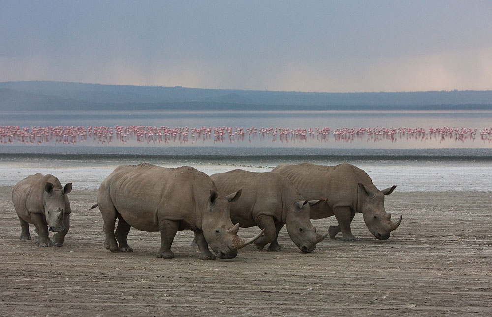 White rhinos grazing in Lake Nakuru National Park