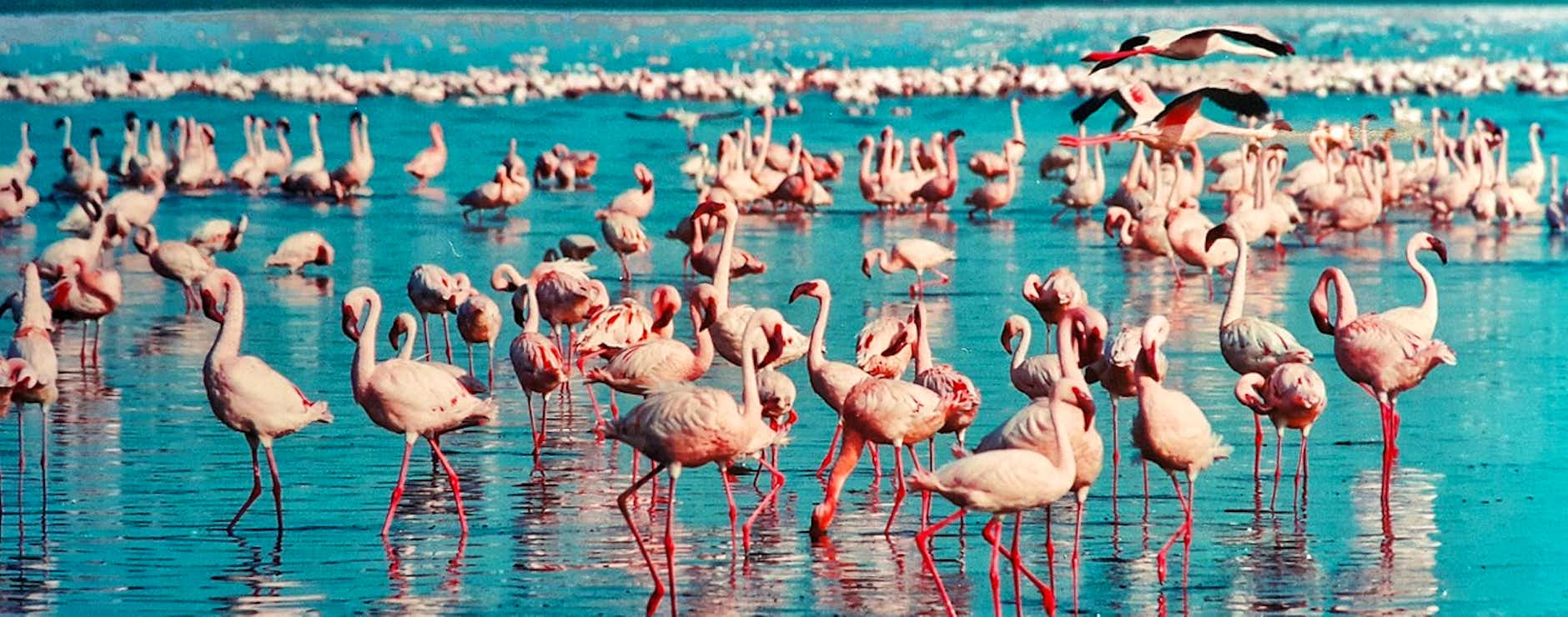 Flamingoes-Lake-Nakuru-Safari-Tour-Kenya