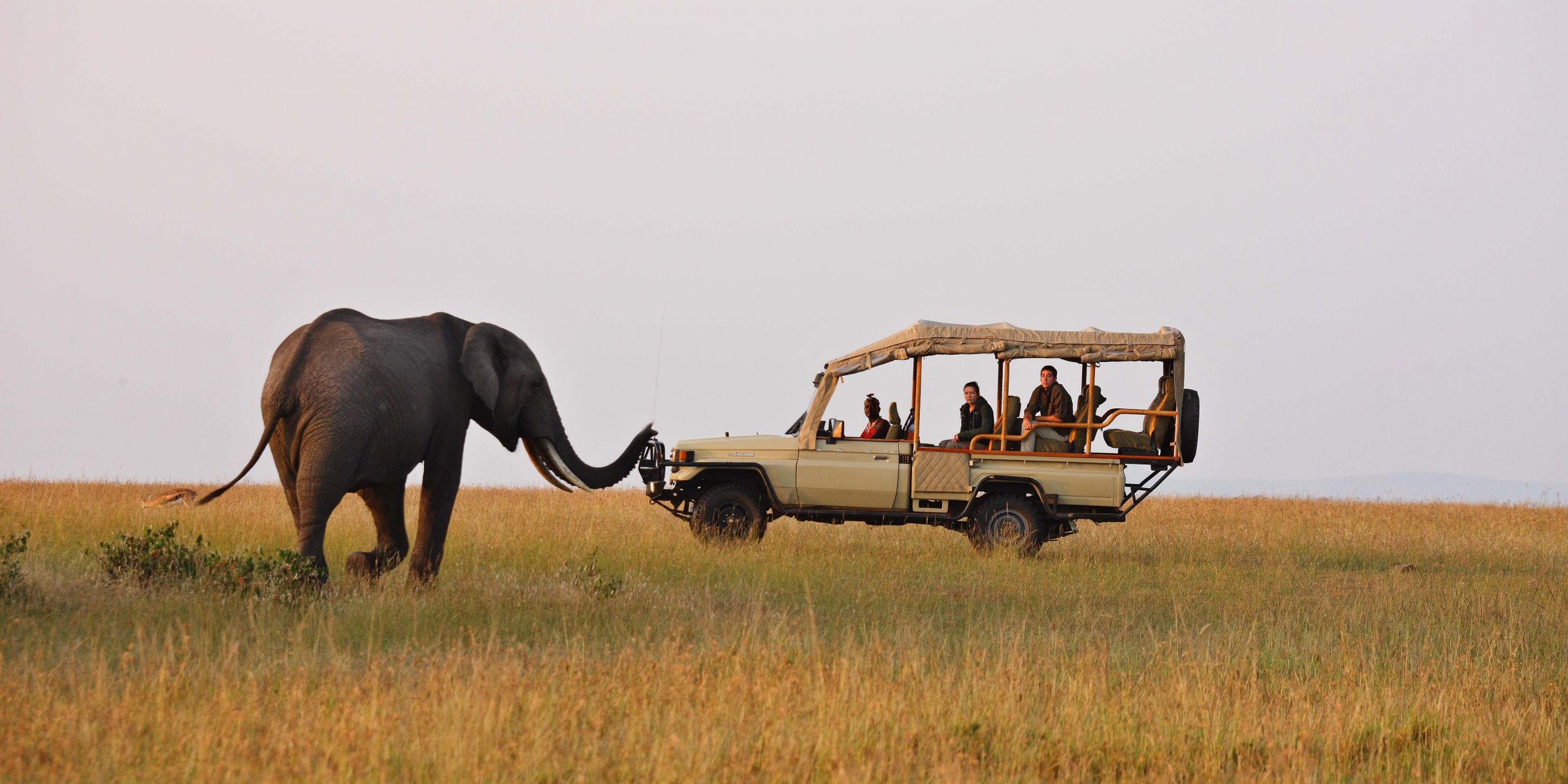Game-Drives-With-Grey-Impala-Safari-Holidays