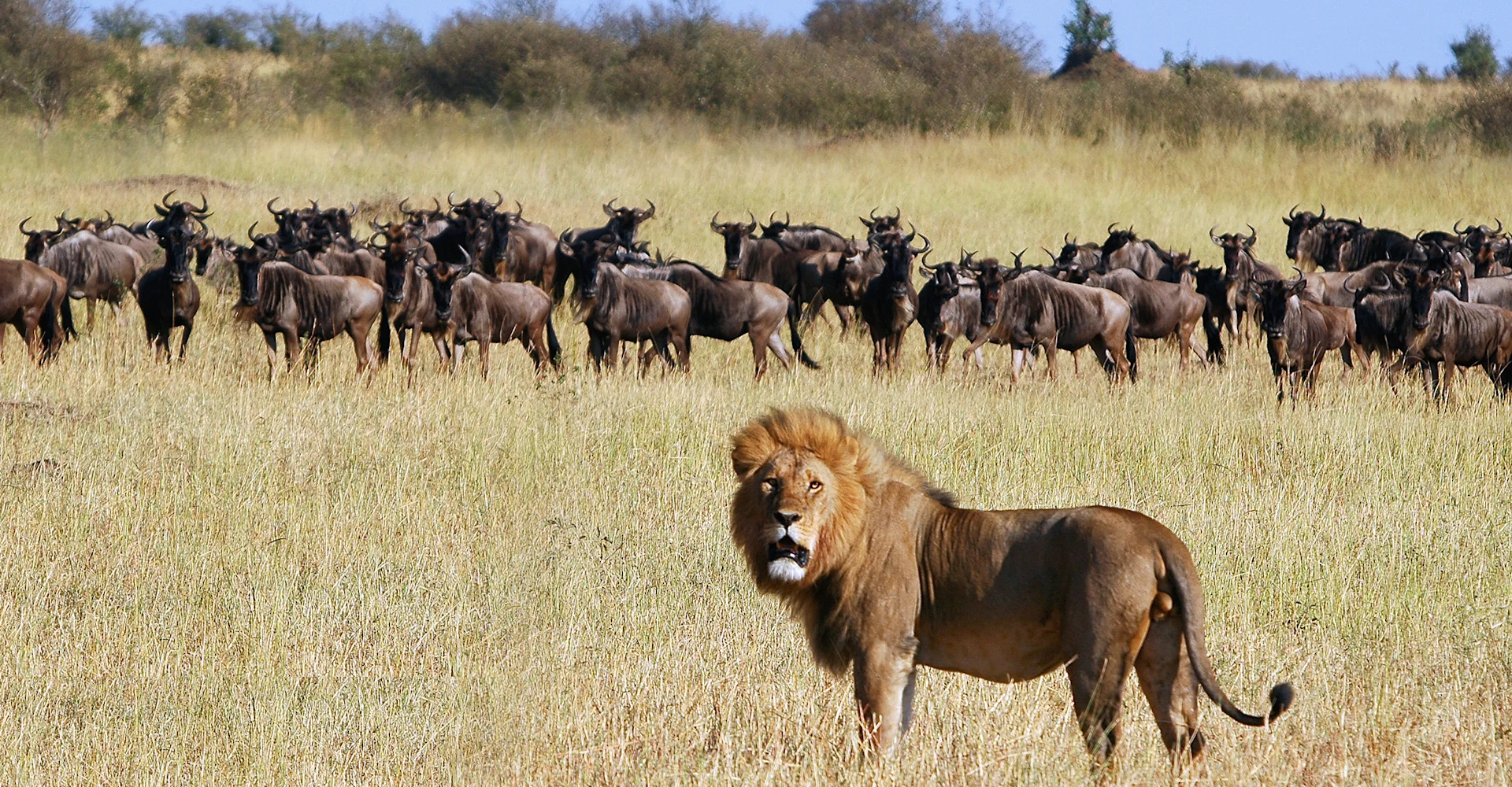 Masai Mara Big Five safaris in Kenya With Grey Impala Safari Holidays