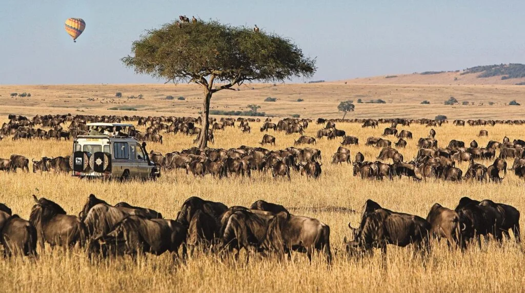 Masai Mara Safari Holidays With Grey Impala Safaris